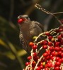Great Bowerbird